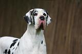DOGUE ALLEMAND 791